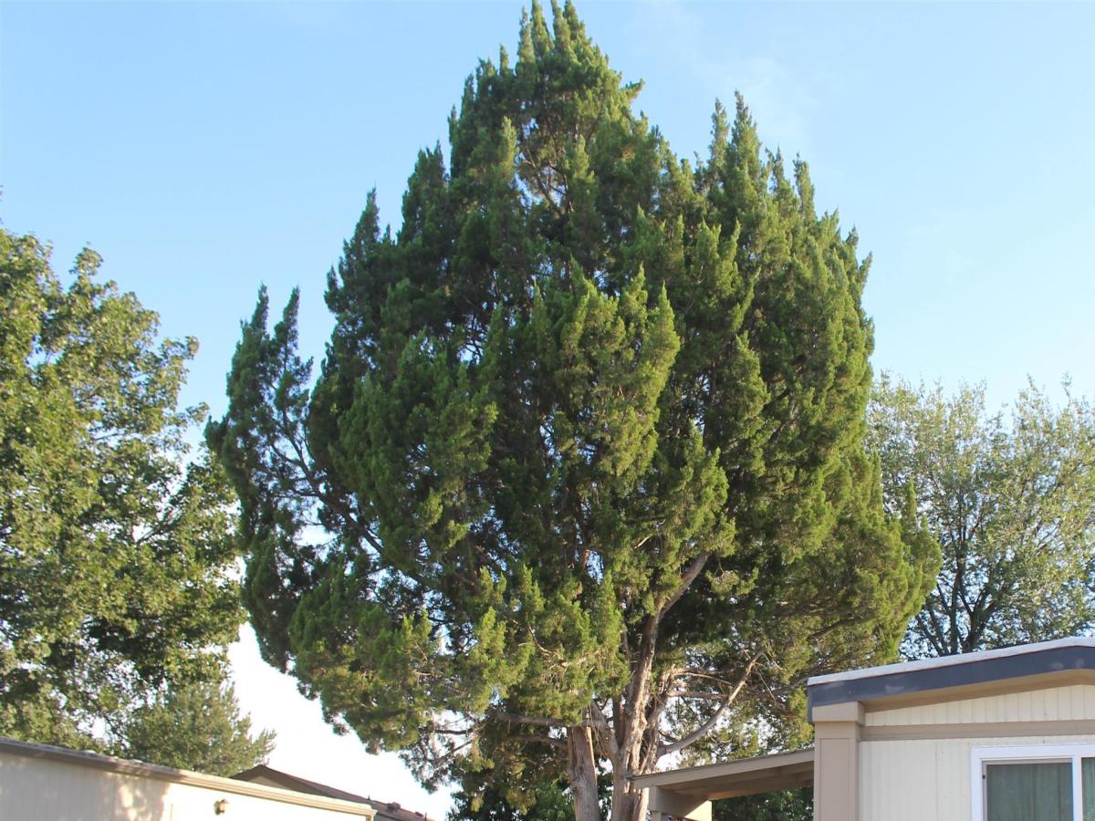 MLS #98999066 image #0